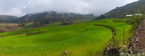 Green rice terraces, Amhara region, Lalibela, Ethiopia