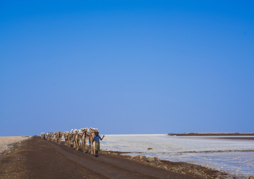 Camel caravans carrying salt blocks in the danakil depression, Afar region, Dallol, Ethiopia