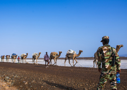 Camel caravans carrying salt blocks in the danakil depression, Afar region, Dallol, Ethiopia