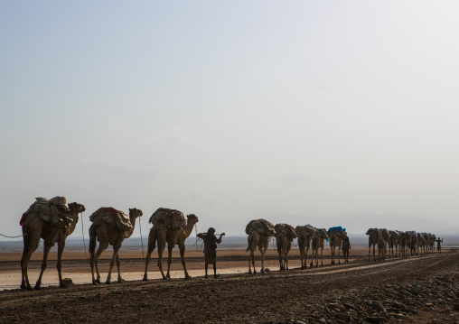 Camel caravans carrying salt blocks in the danakil depression, Afar region, Dallol, Ethiopia