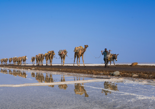 Camel caravans carrying salt blocks in the danakil depression, Afar region, Dallol, Ethiopia