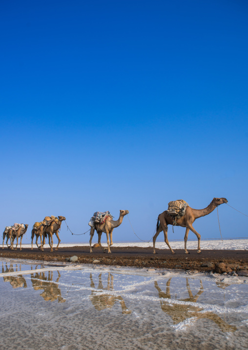 Camel caravans carrying salt blocks in the danakil depression, Afar region, Dallol, Ethiopia