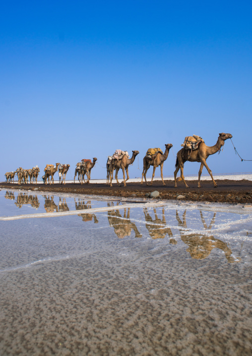 Camel caravans carrying salt blocks in the danakil depression, Afar region, Dallol, Ethiopia