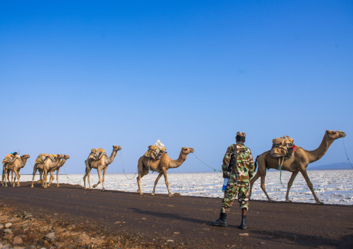 Camel caravans carrying salt blocks in the danakil depression, Afar region, Dallol, Ethiopia