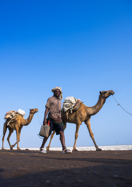 Camel caravans carrying salt blocks in the danakil depression, Afar region, Dallol, Ethiopia