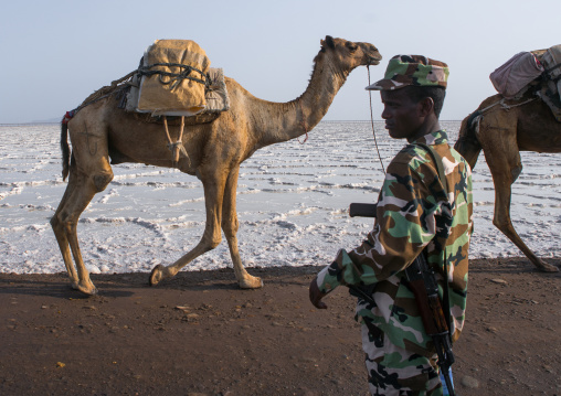 Camel caravans carrying salt through the danakil depression, Afar region, Dallol, Ethiopia