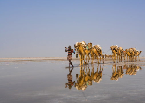 Afar tribe man camel caravans carrying salt blocks in the danakil depression, Afar region, Dallol, Ethiopia