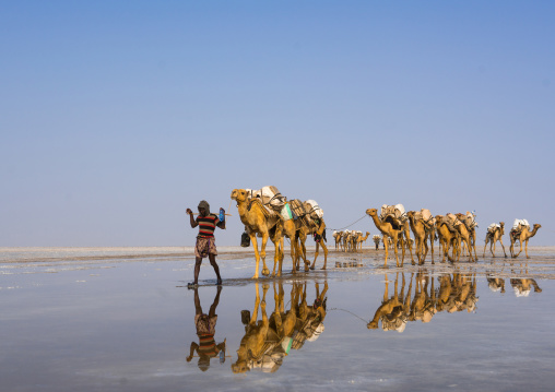 Afar tribe man camel caravans carrying salt blocks in the danakil depression, Afar region, Dallol, Ethiopia