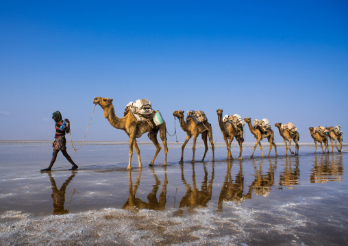 Afar tribe man camel caravans carrying salt blocks in the danakil depression, Afar region, Dallol, Ethiopia