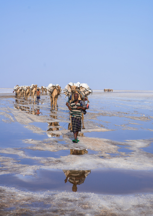 Afar tribe man camel caravans carrying salt blocks in the danakil depression, Afar region, Dallol, Ethiopia