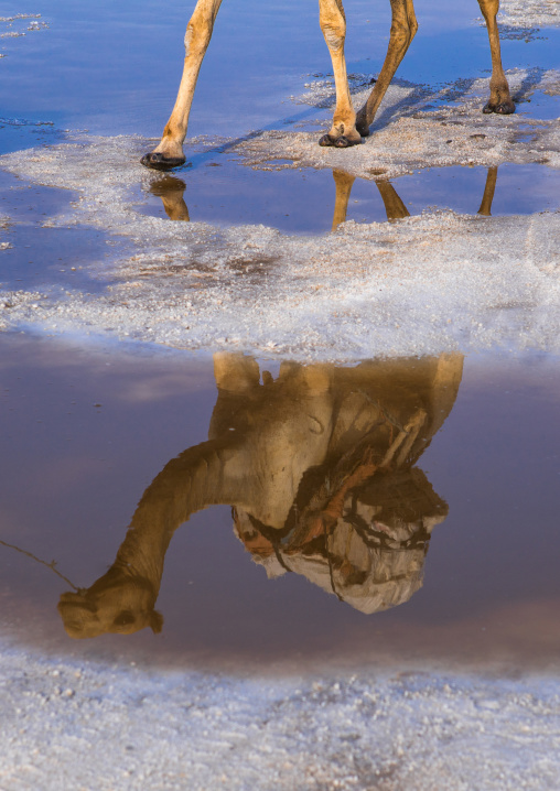 Reflection of a camel caravan carrying salt through the danakil depression, Afar region, Dallol, Ethiopia