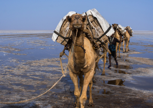 Camel caravans carrying salt blocks in the danakil depression, Afar region, Dallol, Ethiopia