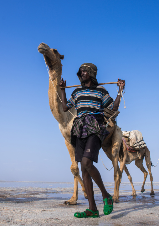 Afar tribe man camel caravans carrying salt blocks in the danakil depression, Afar region, Dallol, Ethiopia