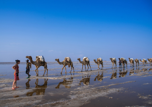 Camel caravans carrying salt blocks in the danakil depression, Afar region, Dallol, Ethiopia