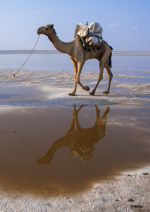 Camel caravans carrying salt blocks in the danakil depression, Afar region, Dallol, Ethiopia