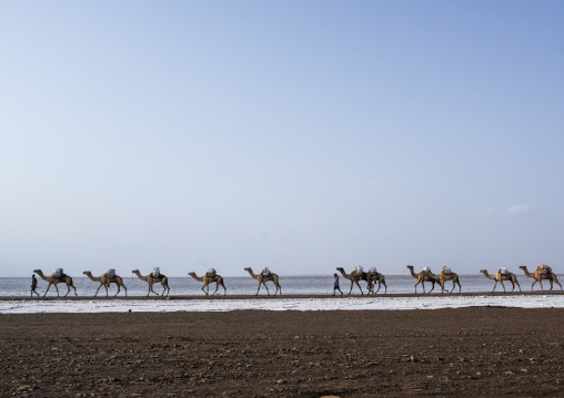 Camel caravans carrying salt blocks in the danakil depression, Afar region, Dallol, Ethiopia