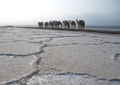 Camel caravans carrying salt blocks in the danakil depression, Afar region, Dallol, Ethiopia