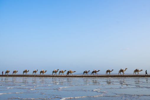 Camel caravans carrying salt blocks in the danakil depression, Afar region, Dallol, Ethiopia