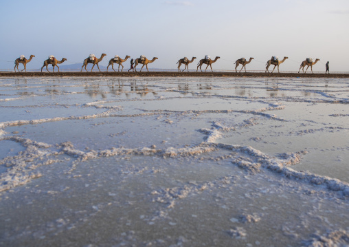 Camel caravans carrying salt blocks in the danakil depression, Afar region, Dallol, Ethiopia