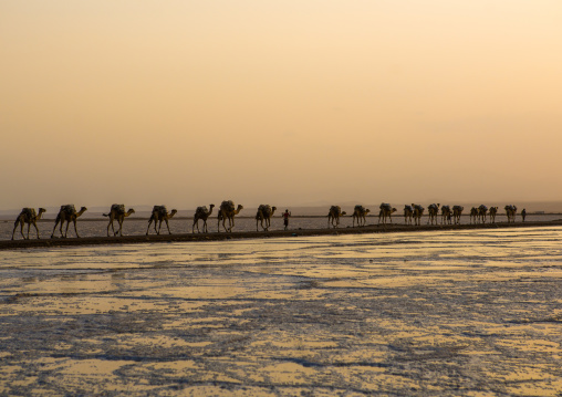 Camel caravans carrying salt blocks in the danakil depression, Afar region, Dallol, Ethiopia