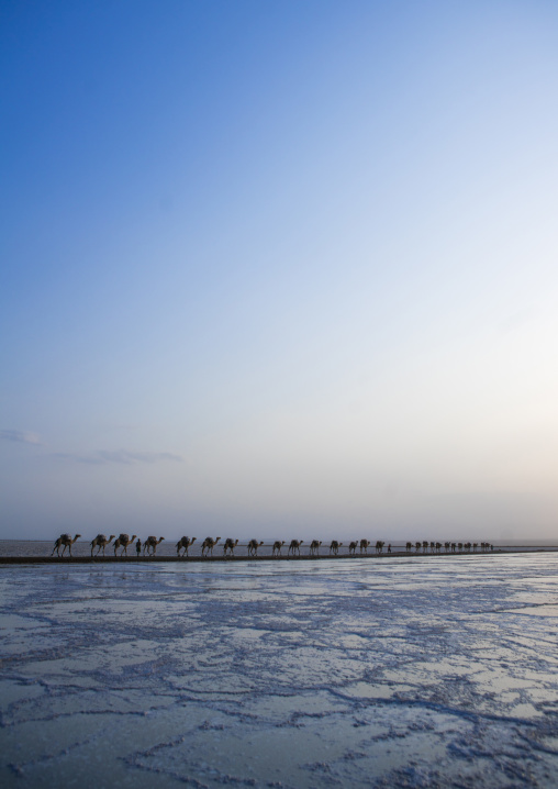 Camel caravans carrying salt blocks in the danakil depression, Afar region, Dallol, Ethiopia