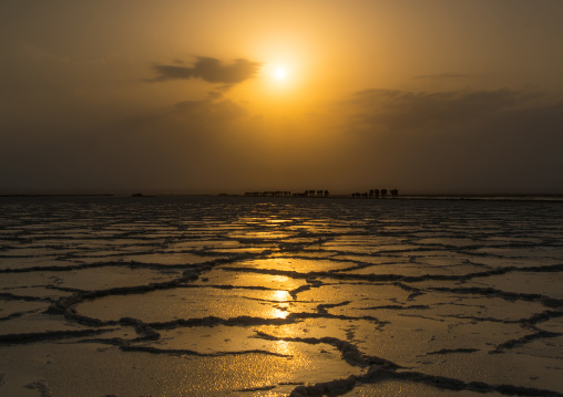 Caravan of camels at sunset on a salt lake, Afar region, Dallol, Ethiopia