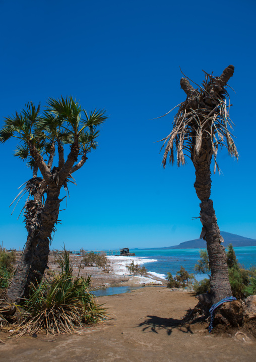 Palm trees in front of a saline lake, Afar region, Afdera, Ethiopia