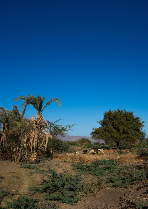 Cows in an afar tribe farm, Afar region, Afambo, Ethiopia