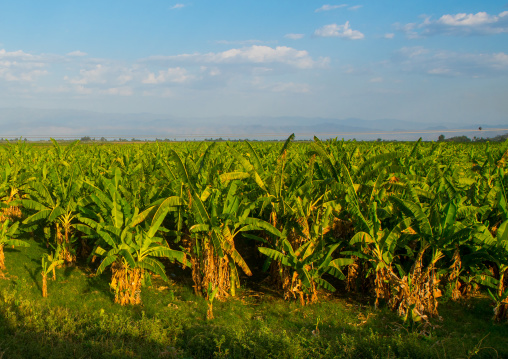 Plantation of bananas in the rift valley, Gamo gofa omo, Arba minch, Ethiopia