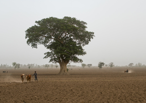 Ethiopian man plowing a field with two oxen, Kembata, Alaba kuito, Ethiopia