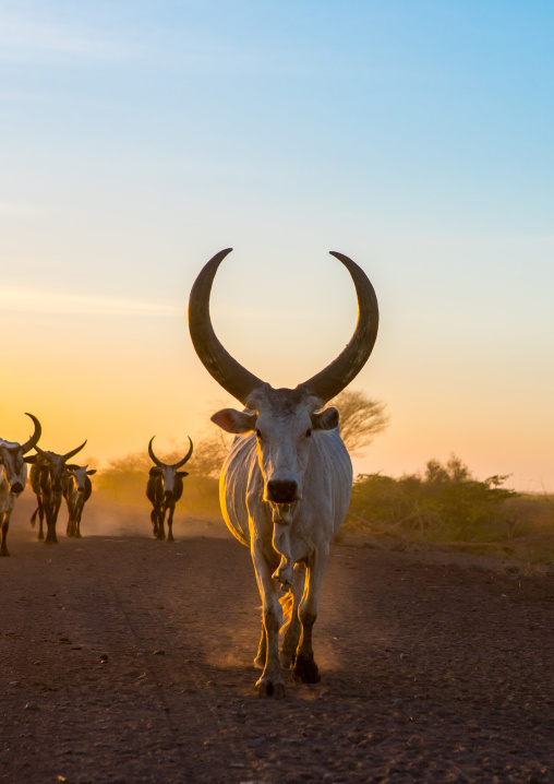 Herd of cows on a dusty track in the sunset, Afar region, Afambo, Ethiopia