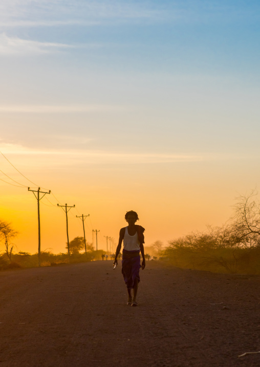 Afar tribe herder with his cows at sunset, Afar region, Afambo, Ethiopia