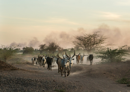 Herd of cows with long horns in an arid and dusty area, Afar region, Afambo, Ethiopia