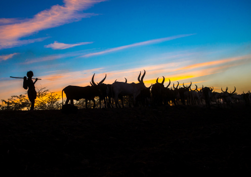 Silhouette of an afar tribe man with his cows at sunset, Afar region, Afambo, Ethiopia