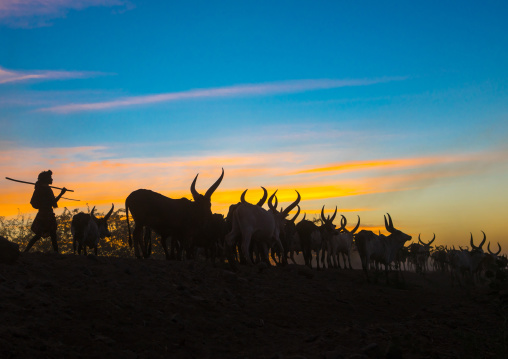 Silhouette of an afar tribe man with his cows at sunset, Afar region, Afambo, Ethiopia