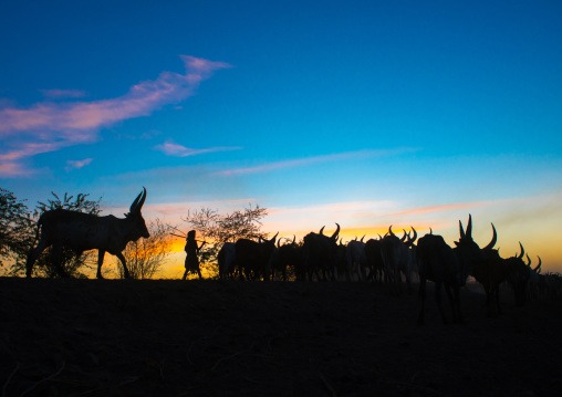 Silhouette of an afar tribe man with his cows at sunset, Afar region, Afambo, Ethiopia