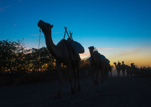 Camel caravan in danakil desert at sunset, Afar region, Afambo, Ethiopia