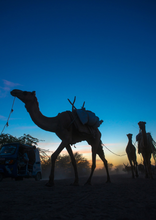 Camel caravan in danakil desert at sunset, Afar region, Afambo, Ethiopia