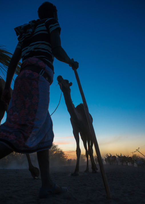 Camel caravan in danakil desert at sunset, Afar region, Afambo, Ethiopia