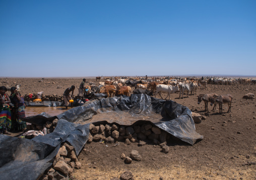 Somali people collecting water in a tank in the desert, Afar region, Yangudi rassa national park, Ethiopia