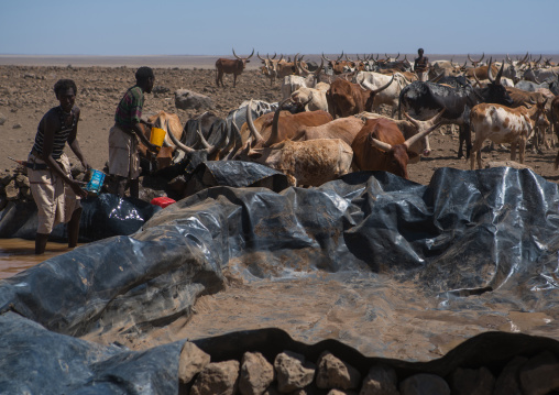 Somali people collecting water in a tank in the desert, Afar region, Yangudi rassa national park, Ethiopia