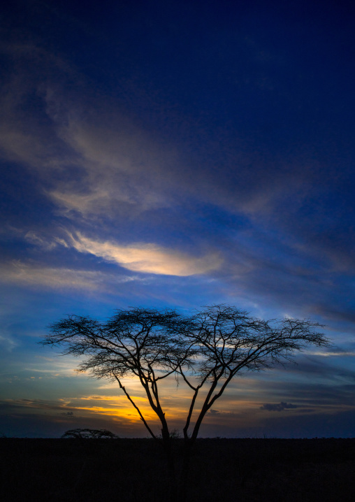 Umbrella thorn acacia at sunset, Afar region, Awash, Ethiopia