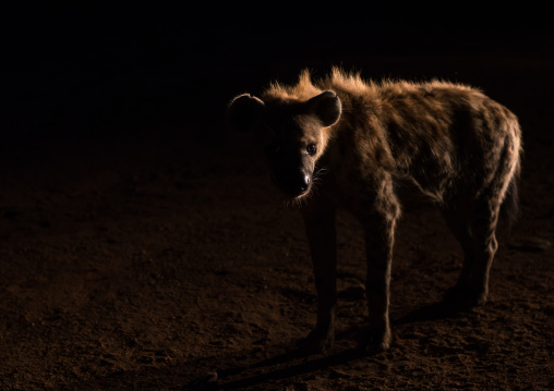 Hyena in the night, Harari region, Harar, Ethiopia