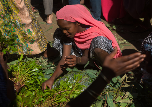 Women selling khat in the market near harar, Harari region, Awaday, Ethiopia