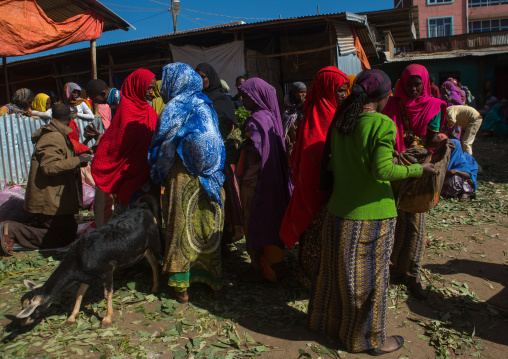 Women selling khat in the market near harar, Harari region, Awaday, Ethiopia