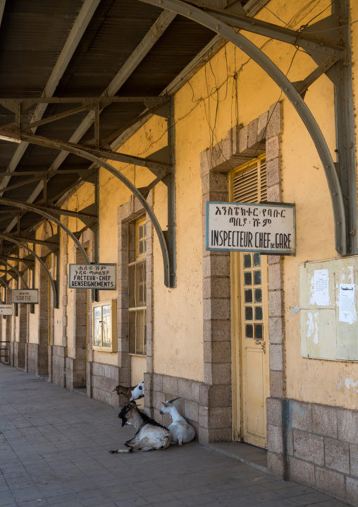 Goats on the train station platform, Dire dawa region, Dire dawa, Ethiopia