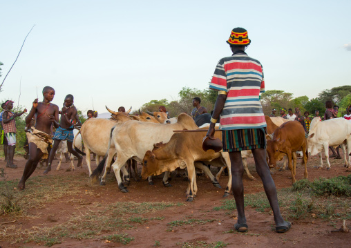 Hamer tribe men lining up the cows for bull jumping ceremony, Omo valley, Turmi, Ethiopia