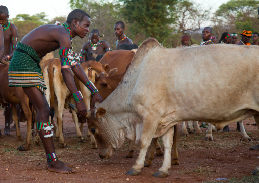 Hamer tribe men lining up the cows for bull jumping ceremony, Omo valley, Turmi, Ethiopia