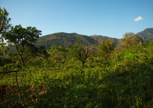 Dime tribe farm, Omo valley, Hana mursi, Ethiopia