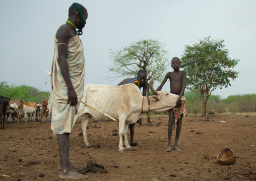 Bodi tribe men taking blood from vein in neck of cow from hole made with arrow, Omo valley, Hana mursi, Ethiopia